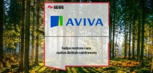 Aviva helps restore rare native British rainforests